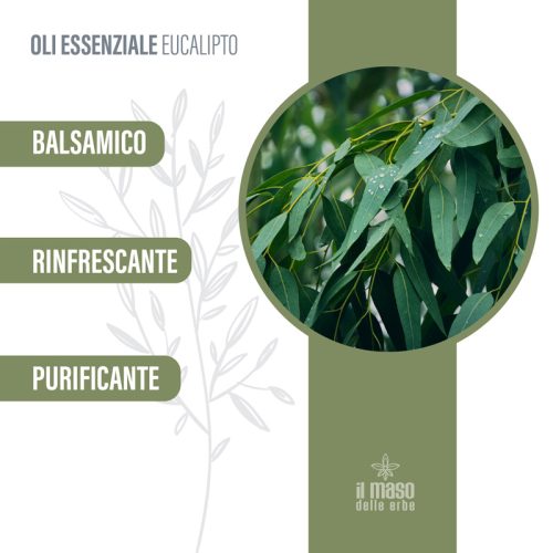 Olio Essenziale di Eucalipto 10 ml - immagine 3