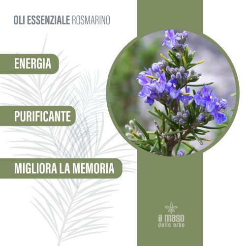 Olio Essenziale di Rosmarino 10 ml - immagine 3