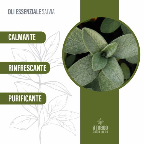 Olio Essenziale di Salvia 10 ml - immagine 3