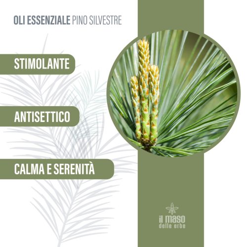 Olio Essenziale di Pino Silvestre 10 ml - immagine 3