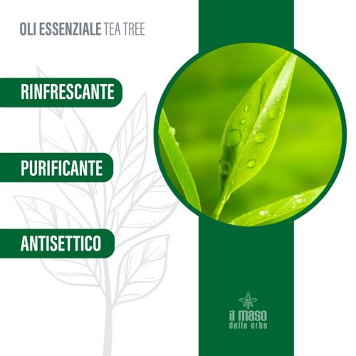 Olio Essenziale di Tea Tree 10 ml - immagine 5