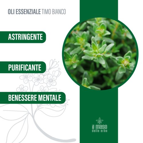 Olio Essenziale di Timo Bianco 10 ml - immagine 3
