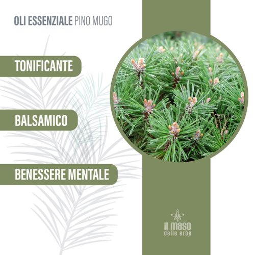 Olio Essenziale di Pino Mugo 10 ml - immagine 3