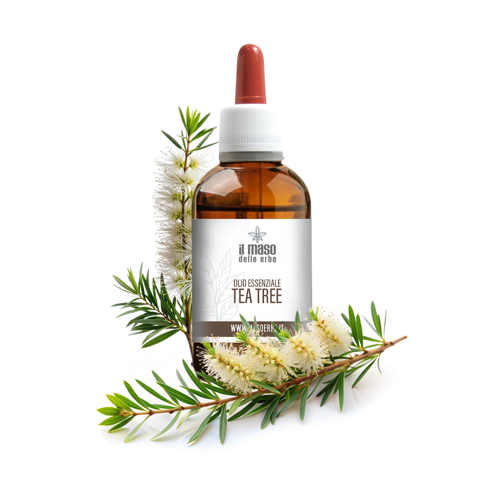 olio essenziale tea tree naturale della val di fiemme trentino italia