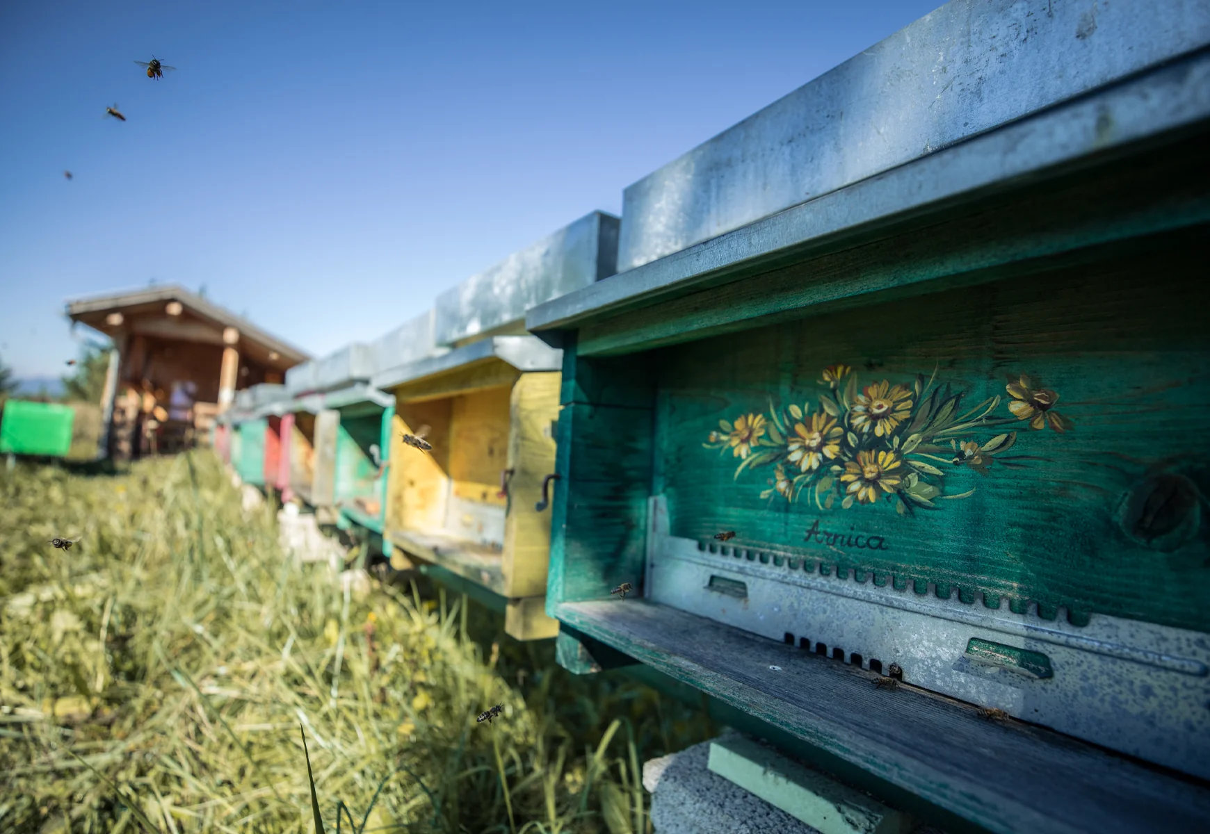 Apiari del Maso delle Erbe a Tesero in Val di Fiemme
