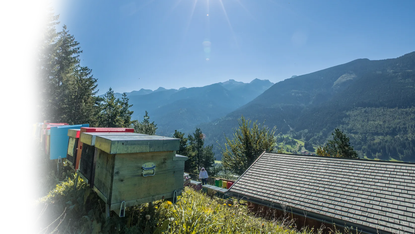 Apiari del Maso delle Erbe in Val di Fiemme